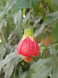 Close-up of red rose flower