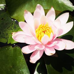 Close-up of lotus water lily in pond