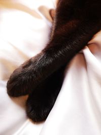 Close-up of cat on bed