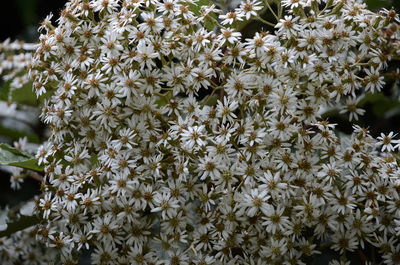 Close-up of white flowering plants