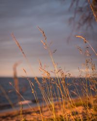 Close-up of plants growing on land against sky