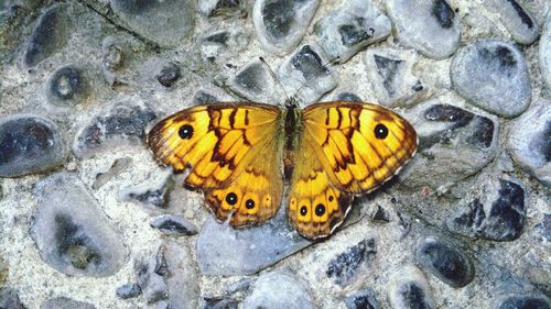 High angle view of butterfly