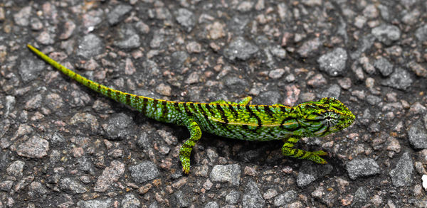 Close-up of lizard on rock