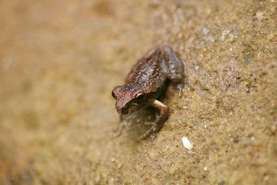 High angle view of crab on land