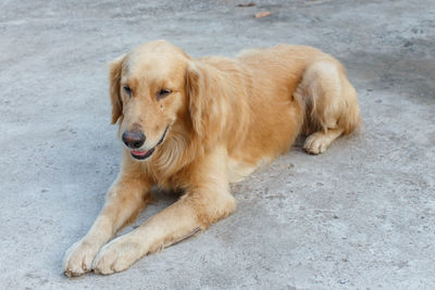 High angle view of golden retriever looking away