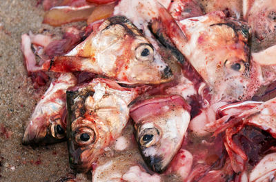 High angle view of fish for sale in market