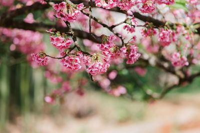 Close-up of pink cherry blossoms in spring