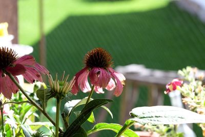 Close-up of coneflowers blooming outdoors