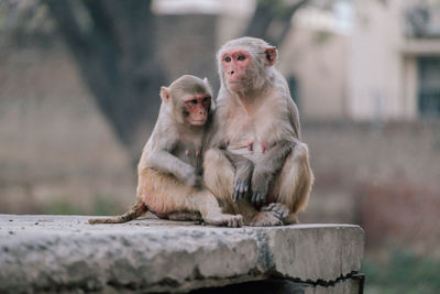 Monkeys sitting on wall