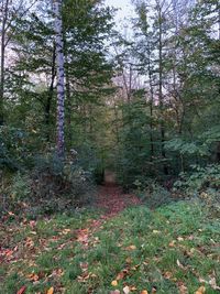 Trees growing on field in forest