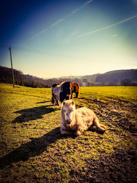 Dog in a field