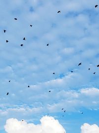 Low angle view of silhouette birds flying against sky