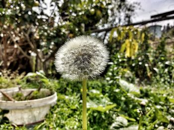 Close-up of dandelion growing outdoors