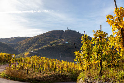 Plants and trees against sky during autumn