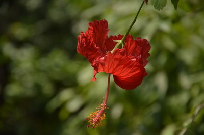 Close-up of red rose