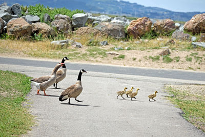 Canada geese walking on street