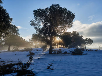 Trees on snow covered field against sky