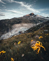 Scenic view of yellow and mountains against sky