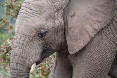 Close-up of elephant