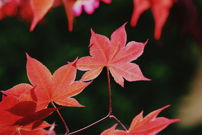 Close-up of red maple leaves