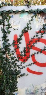 Close-up of ivy on wall