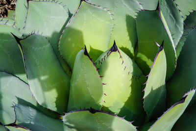 Aloe closeup