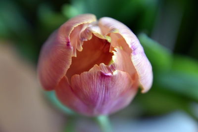 Close-up of flower against blurred background