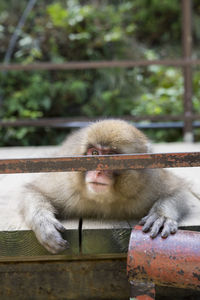 Close-up of monkey sitting outdoors