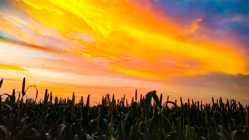 Crops growing on field against sky during sunset