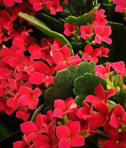 Close-up of pink flowers