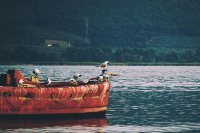 Birds in a sea