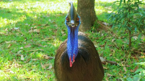 Close-up portrait of a peacock