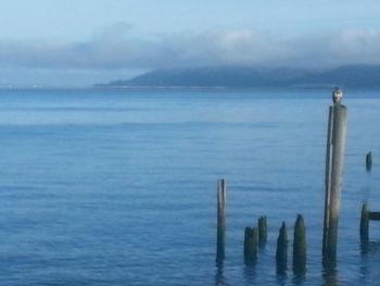 Wooden posts in sea against sky