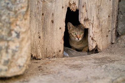 A cat in sicily