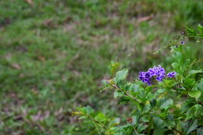 Close-up of purple flowering plants on field