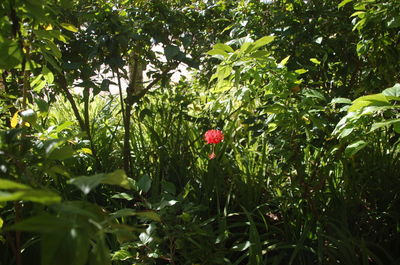 Plants growing on tree