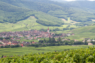 Scenic view of agricultural field