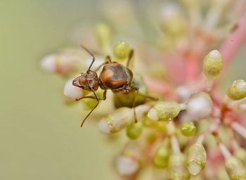 Close-up of insect on plant