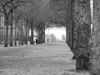 Walkway amidst trees in park