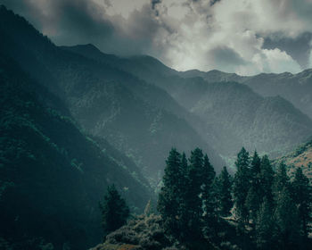 Scenic view of pine trees against sky