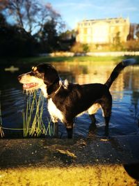 Dog standing in a lake