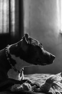 Side view of dog relaxing on bed at home