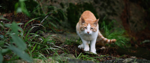 Portrait of cat standing on field