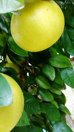 Close-up of lemon growing on tree