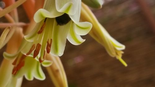 Close-up of flower blooming outdoors