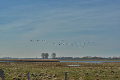 Flock of birds flying in the sky