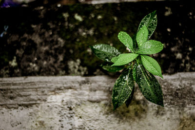 Close-up of plant