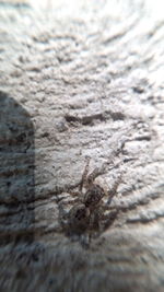 Close-up of spider