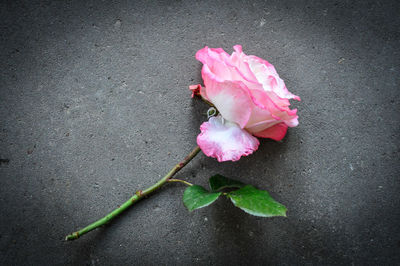 High angle view of pink rose flower