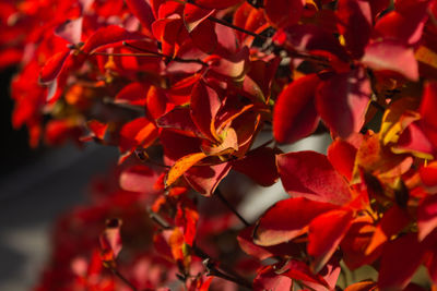 Close-up of red leaves on plant during autumn